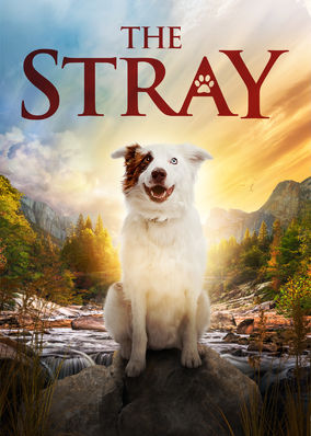 The Stray